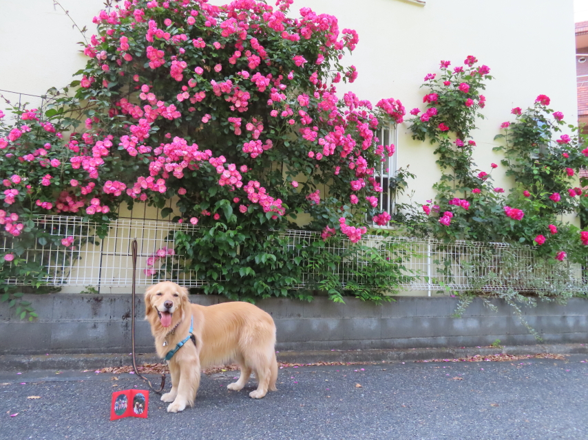 ファイル 8333-3.jpg