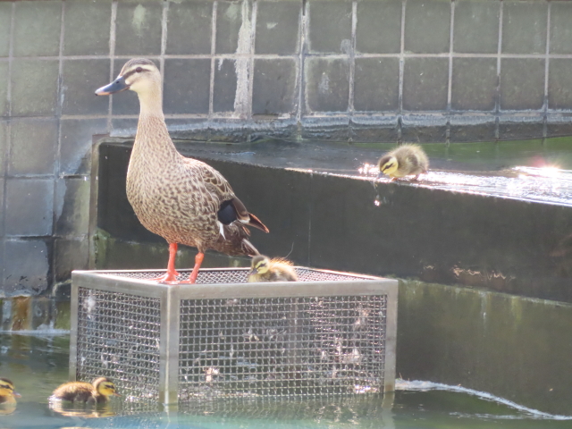 ファイル 8336-1.jpg