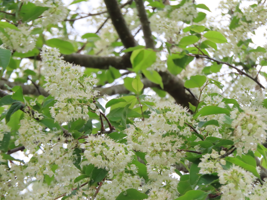 ファイル 8339-3.jpg