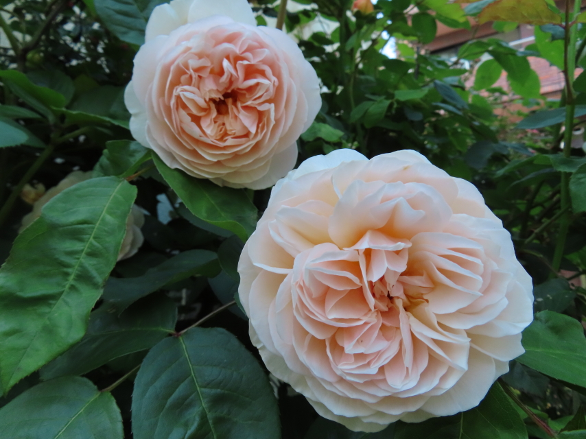 ファイル 8340-3.jpg