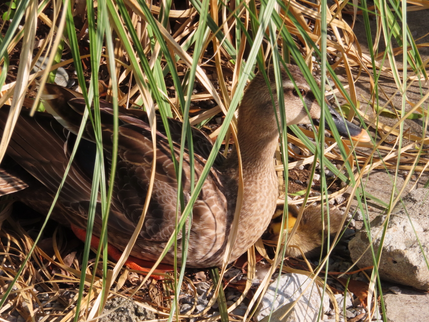 ファイル 8340-5.jpg