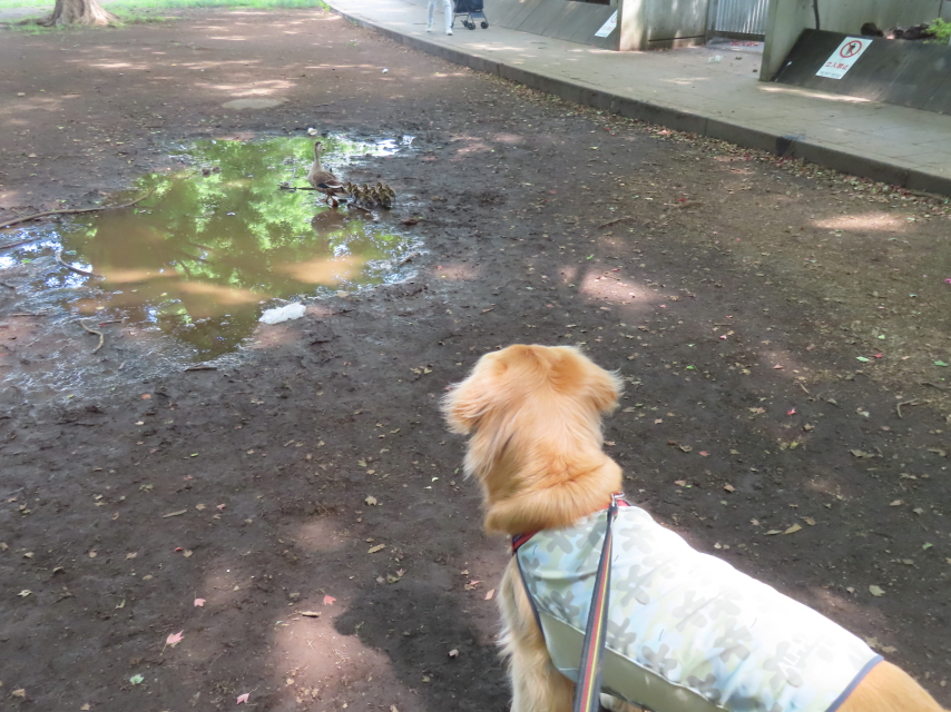 ファイル 8341-1.jpg