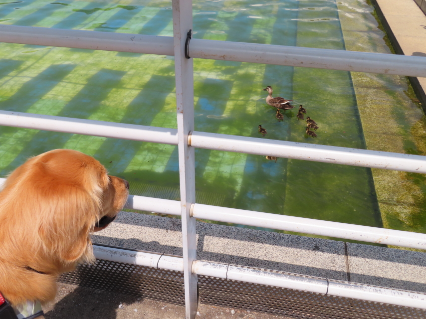 ファイル 8341-5.jpg