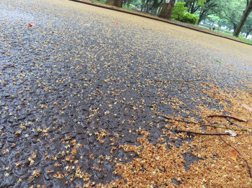 ファイル 8344-1.jpg