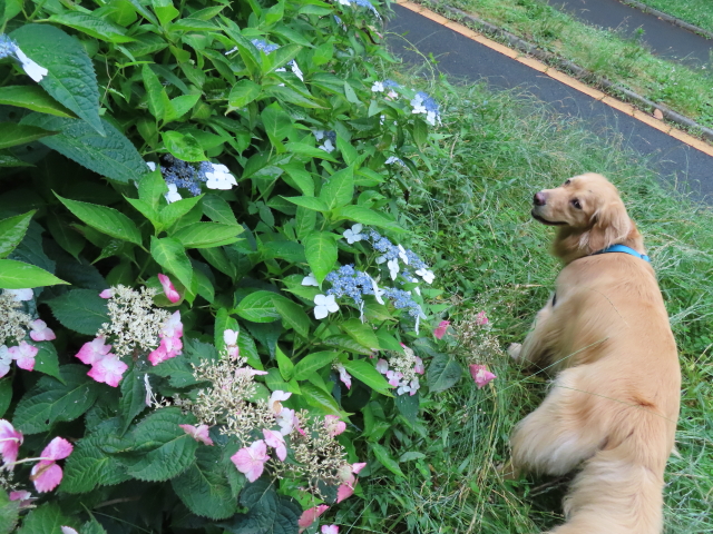 ファイル 8355-2.jpg