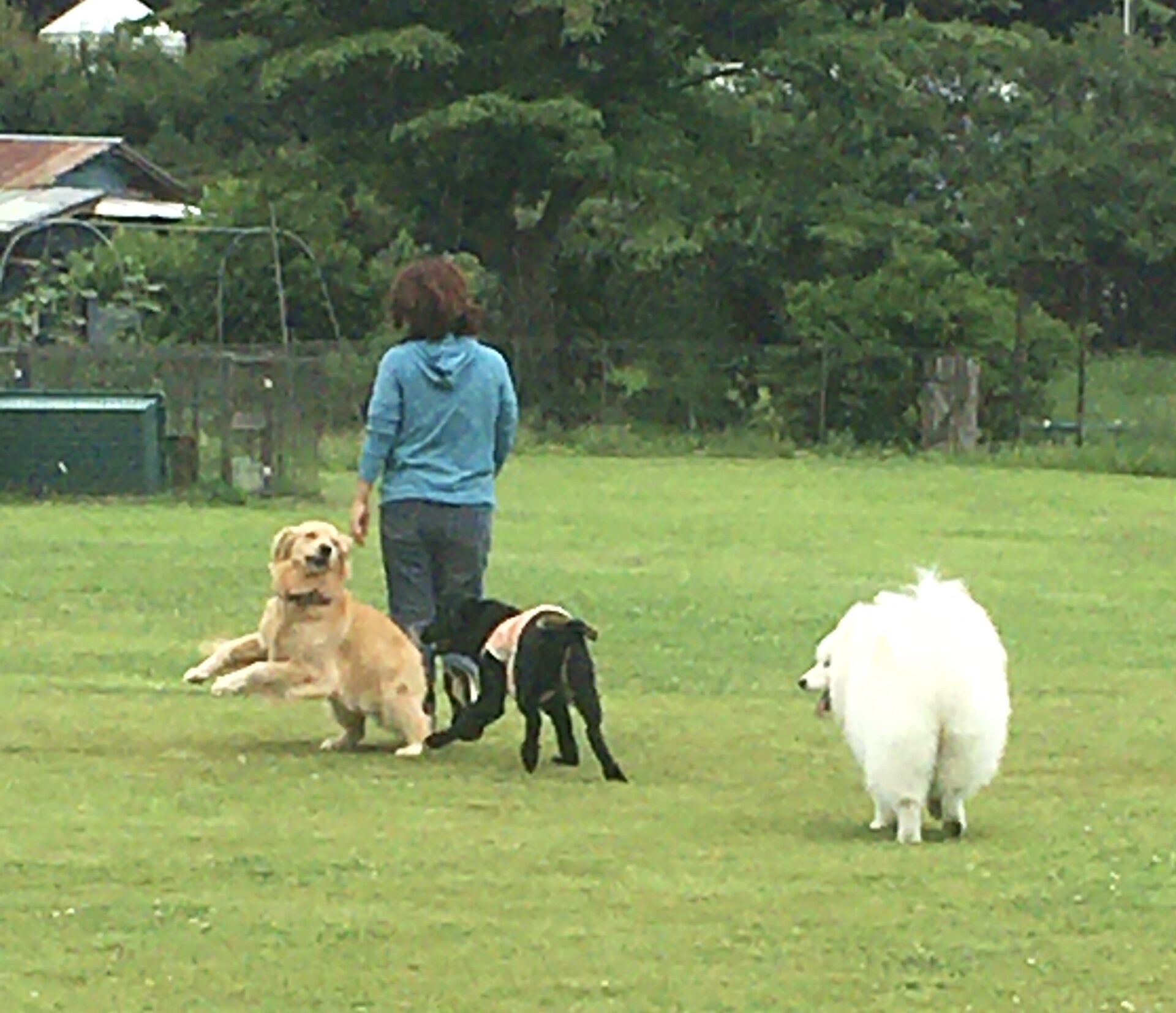 ファイル 8356-2.jpeg