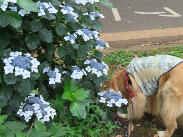 ファイル 8358-2.jpg