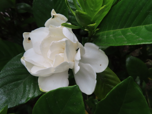 ファイル 8358-3.jpg