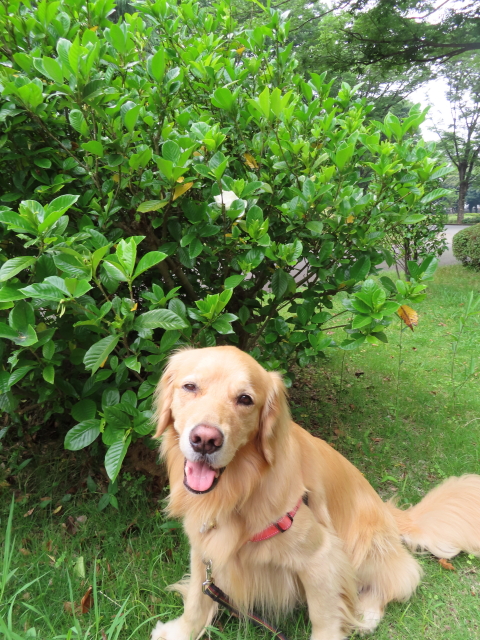 ファイル 8358-4.jpg