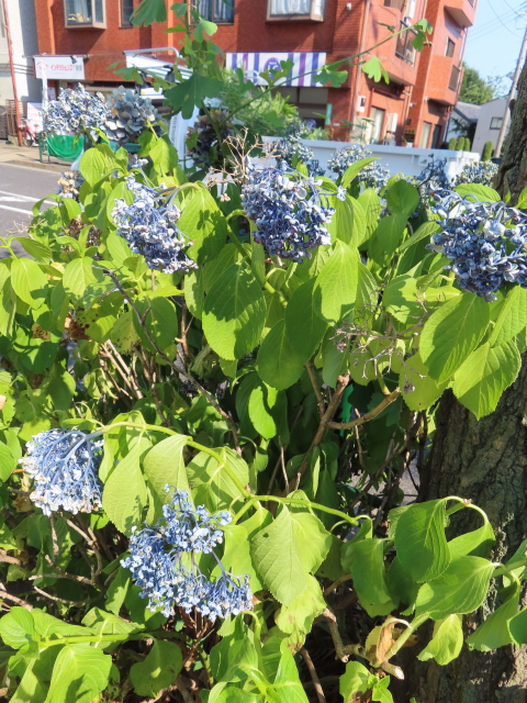 ファイル 8365-1.jpg