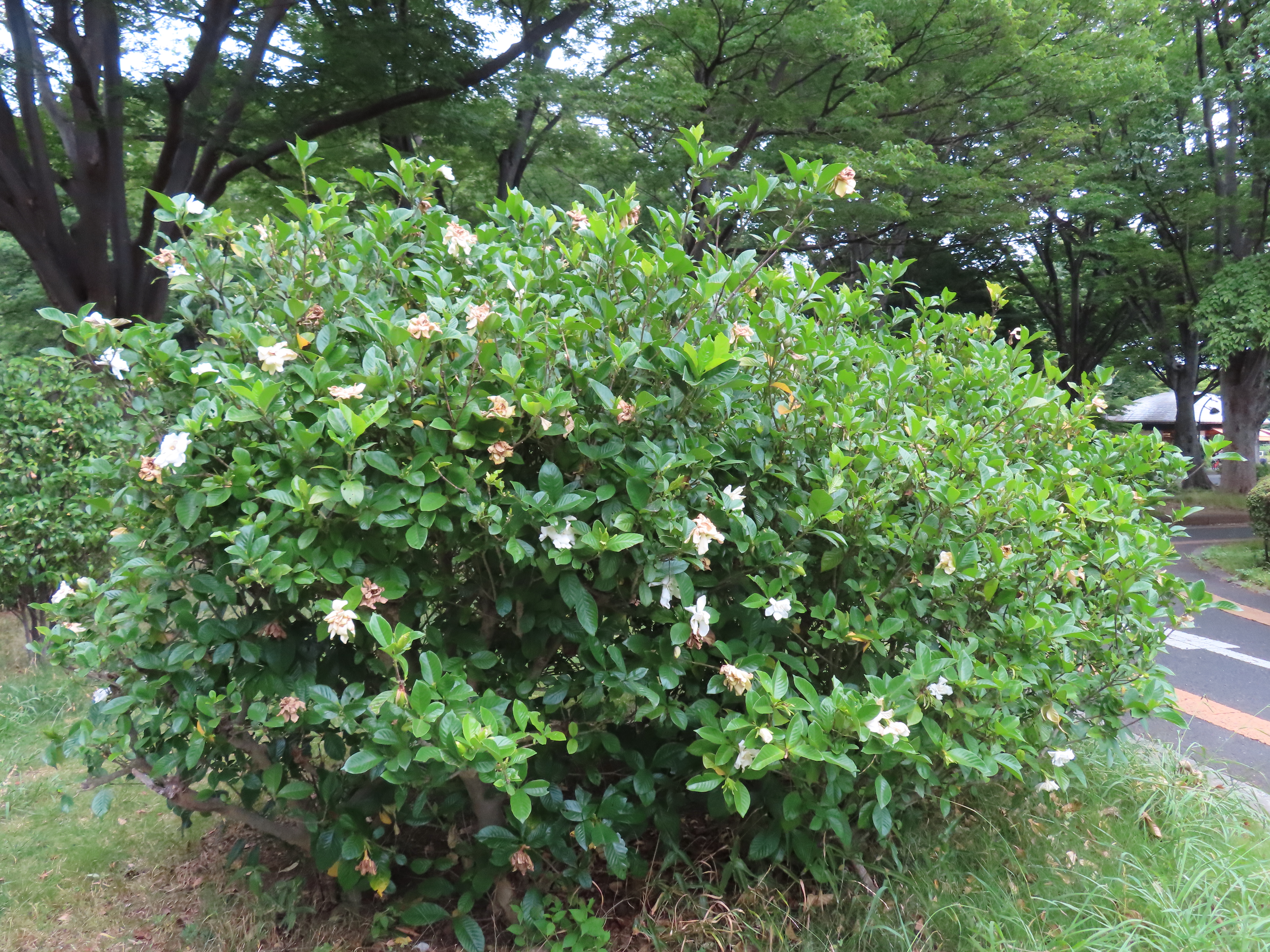 ファイル 8366-2.jpg