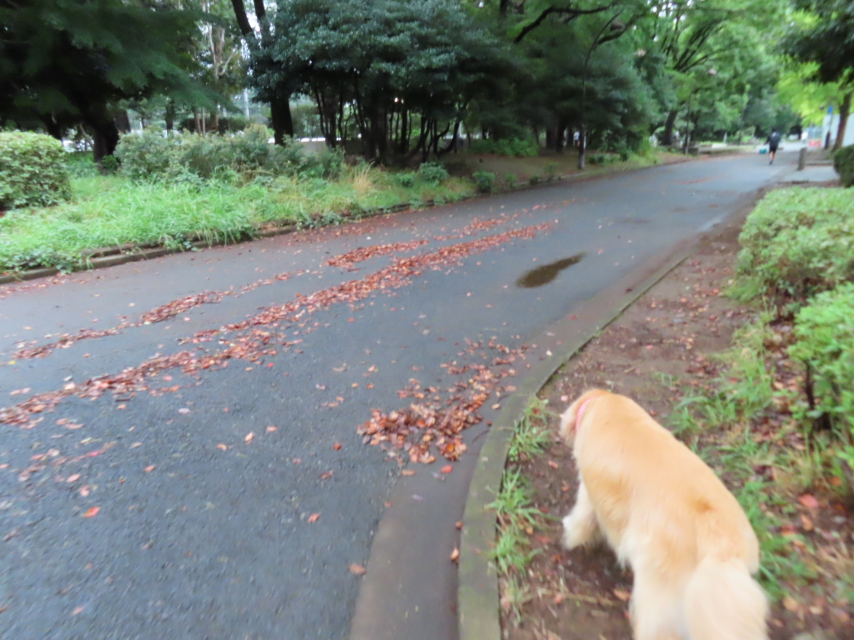 ファイル 8373-1.jpg