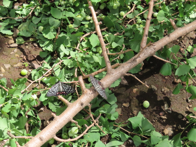 ファイル 8373-3.jpg