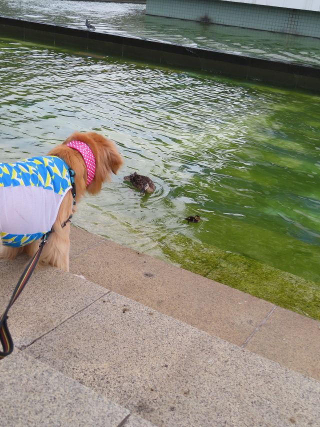 ファイル 8374-4.jpg