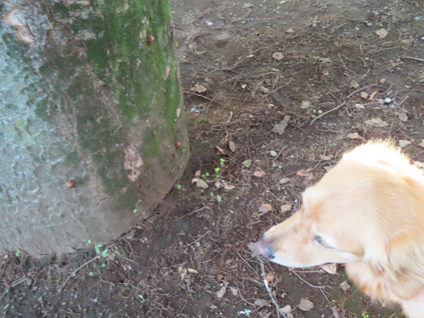 ファイル 8382-2.jpg