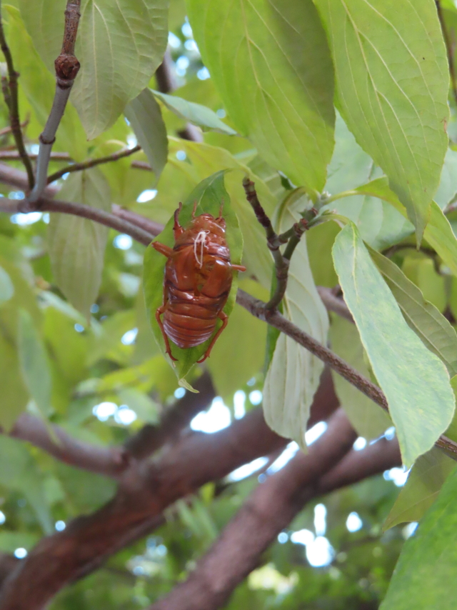 ファイル 8382-4.jpg