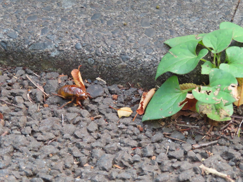 ファイル 8382-5.jpg