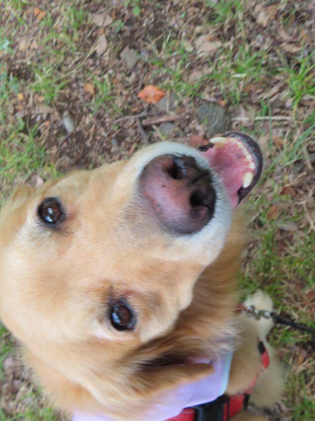 ファイル 8383-1.jpg