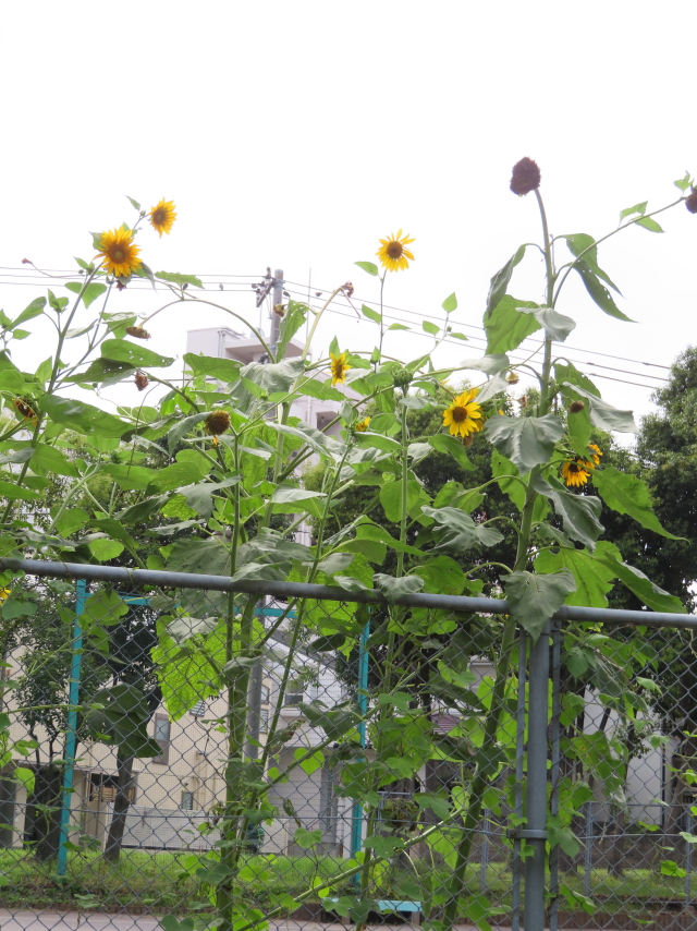 ファイル 8386-4.jpg