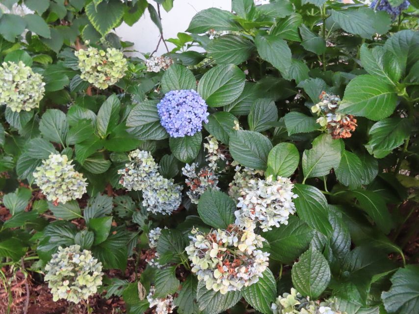 ファイル 8386-5.jpg