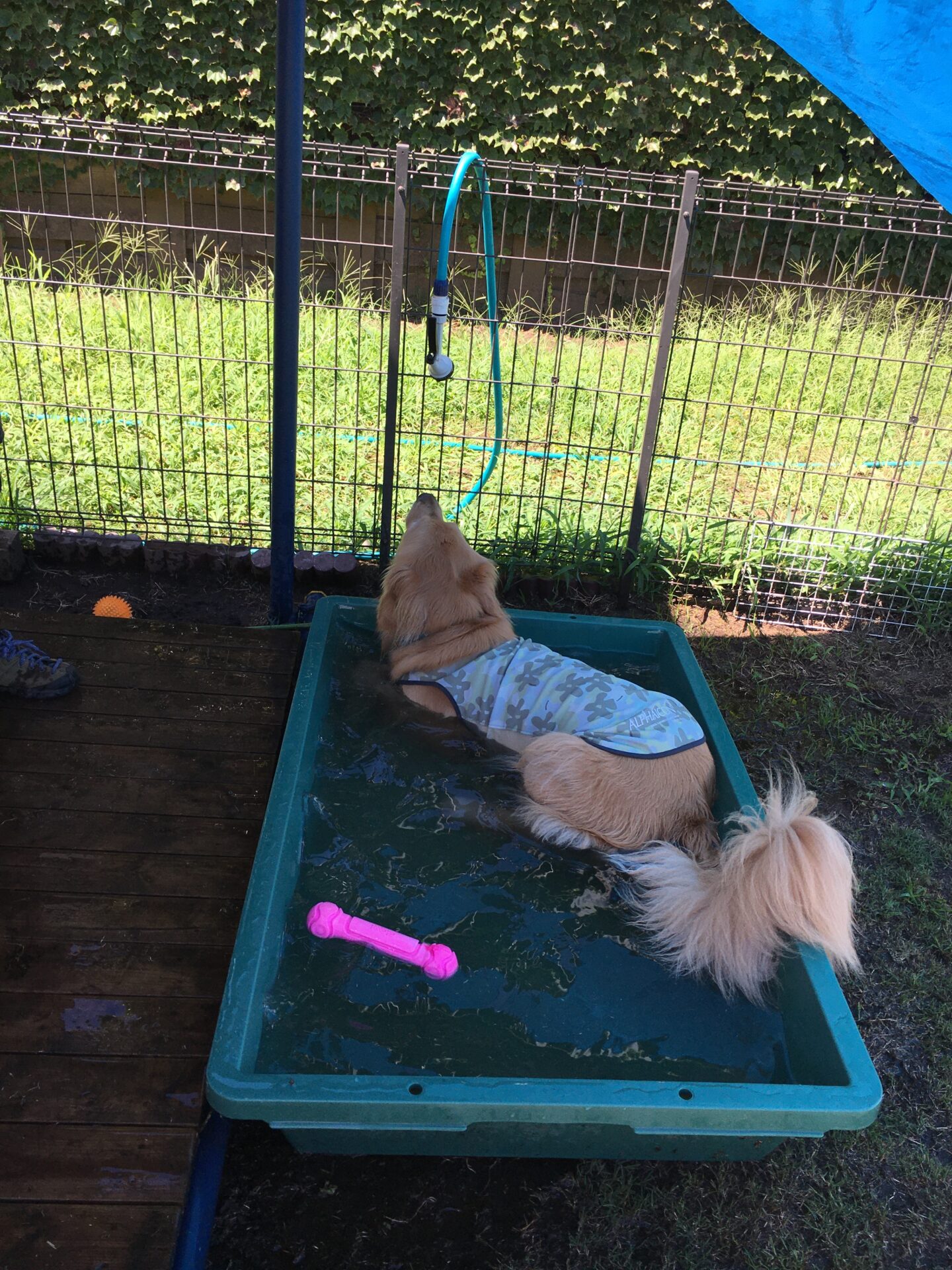 ファイル 8387-4.jpeg