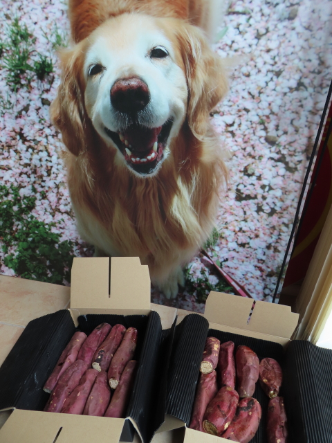 ファイル 8399-1.jpg