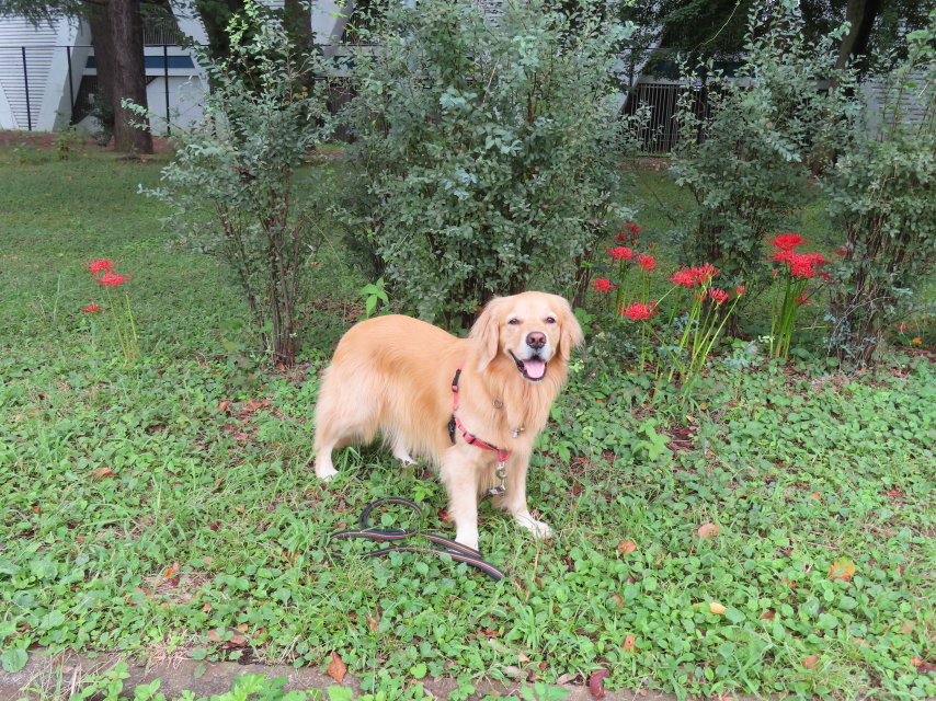 ファイル 8409-1.jpg