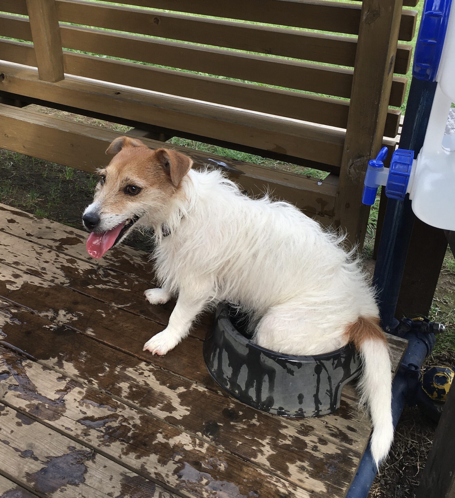 ファイル 8413-5.jpeg