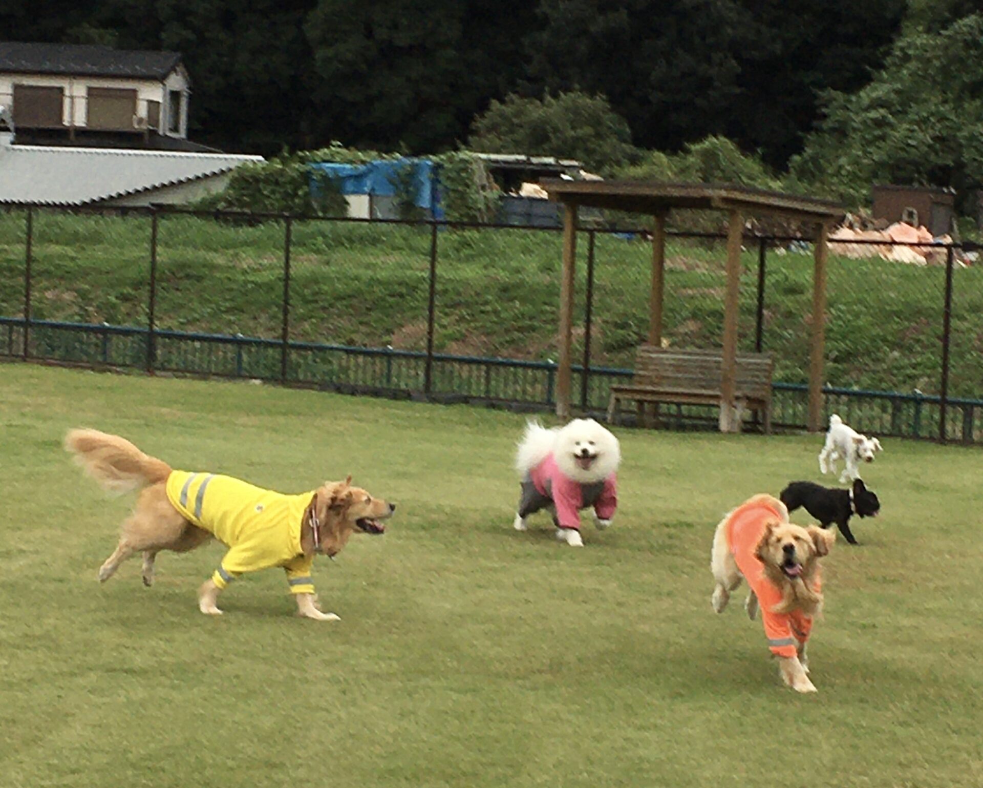 ファイル 8422-1.jpeg