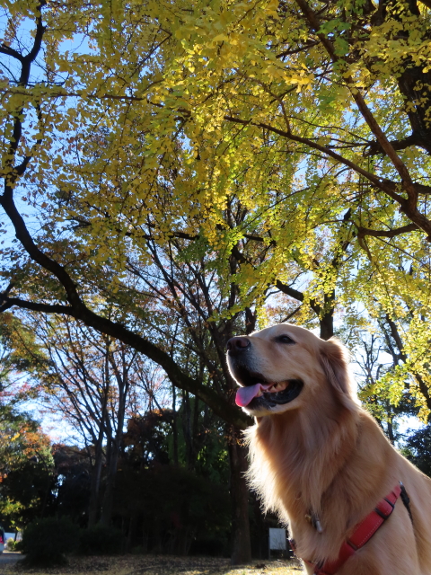 ファイル 8447-1.jpg