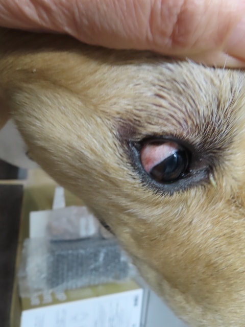 ファイル 8448-2.jpg