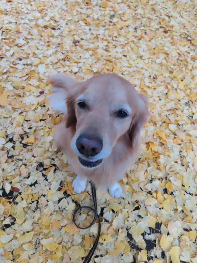 ファイル 8459-4.jpg