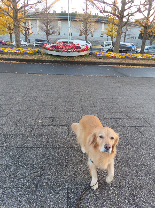 ファイル 8460-1.jpg