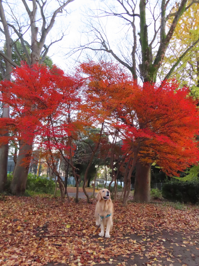 ファイル 8460-4.jpg