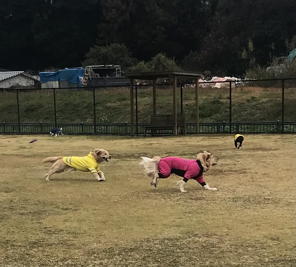 ファイル 8461-3.jpeg