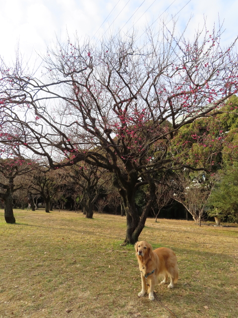 ファイル 8468-1.jpg