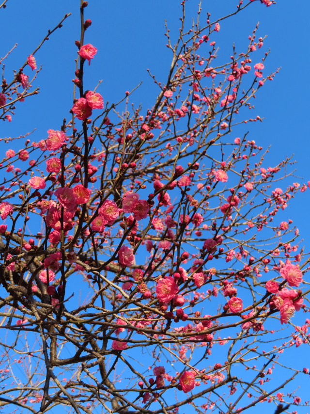 ファイル 8471-5.jpg