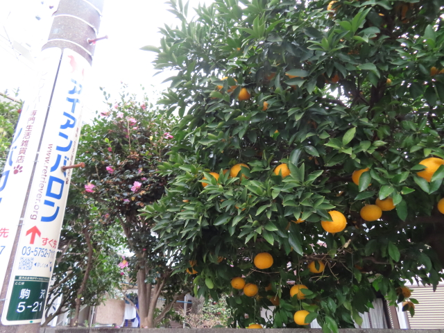 ファイル 8473-3.jpg