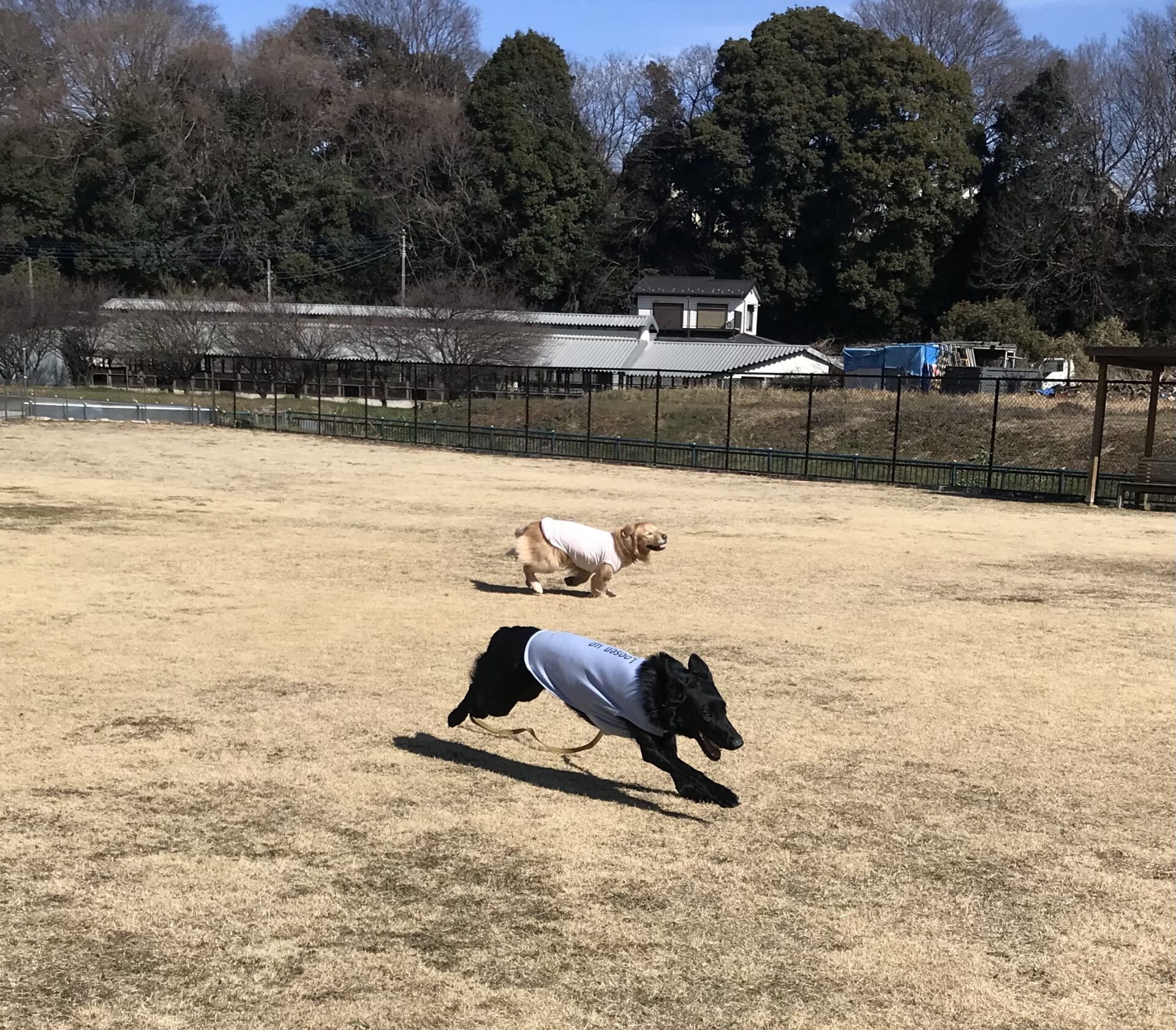 ファイル 8477-5.jpeg