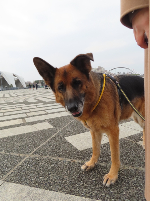 ファイル 8484-1.jpg