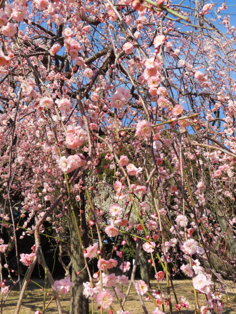 ファイル 8486-4.jpg