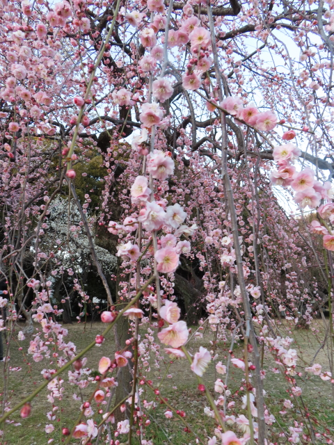 ファイル 8490-2.jpg