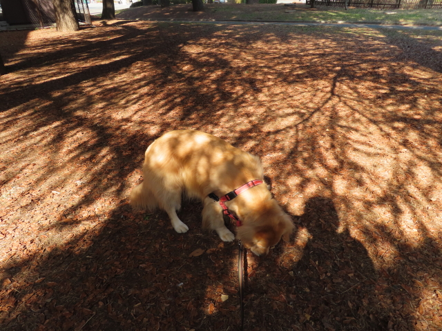 ファイル 8492-1.jpg