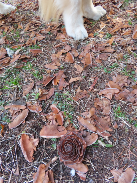 ファイル 8492-3.jpg