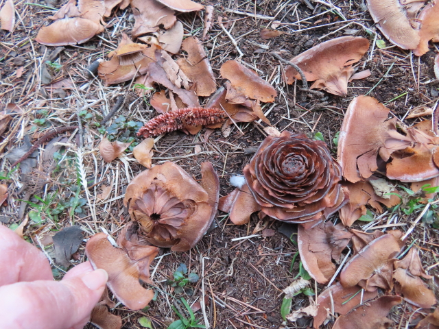 ファイル 8492-4.jpg