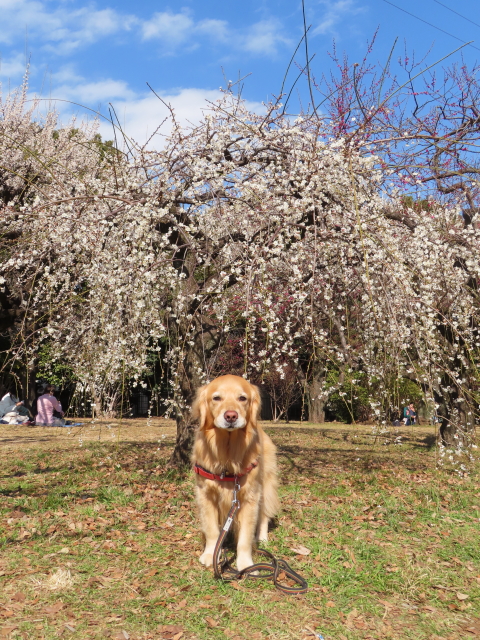 ファイル 8493-2.jpg