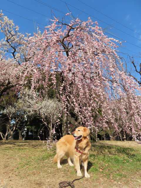 ファイル 8493-3.jpg