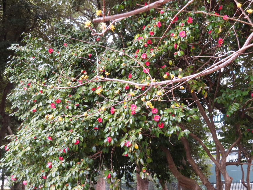 ファイル 8497-5.jpg