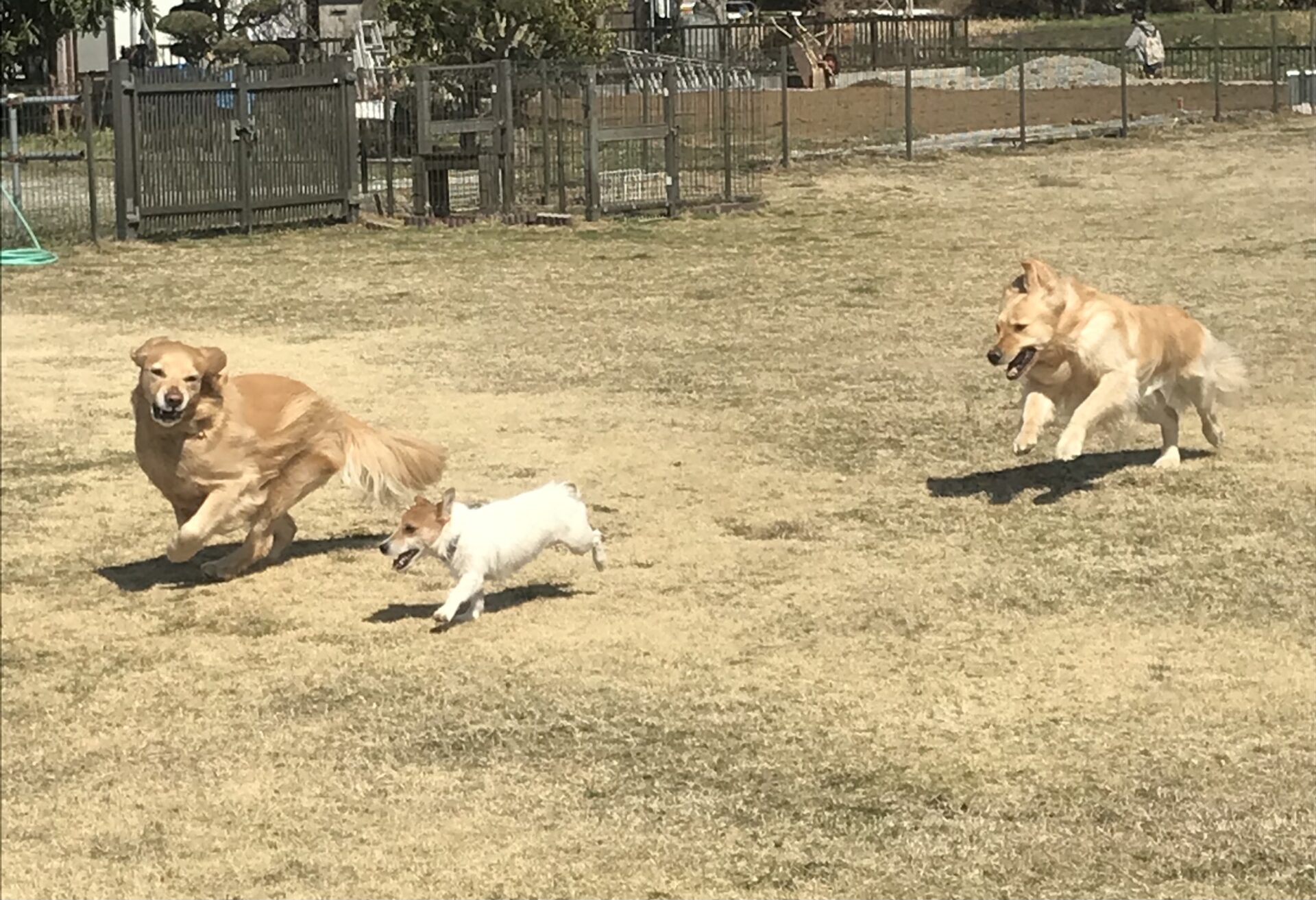 ファイル 8499-1.jpeg