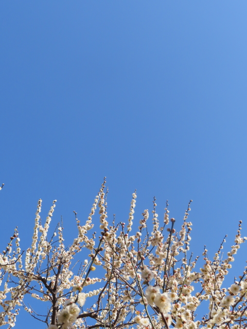 ファイル 8501-1.jpg